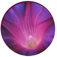 Nahaufnahme einer lila violetten Blüte